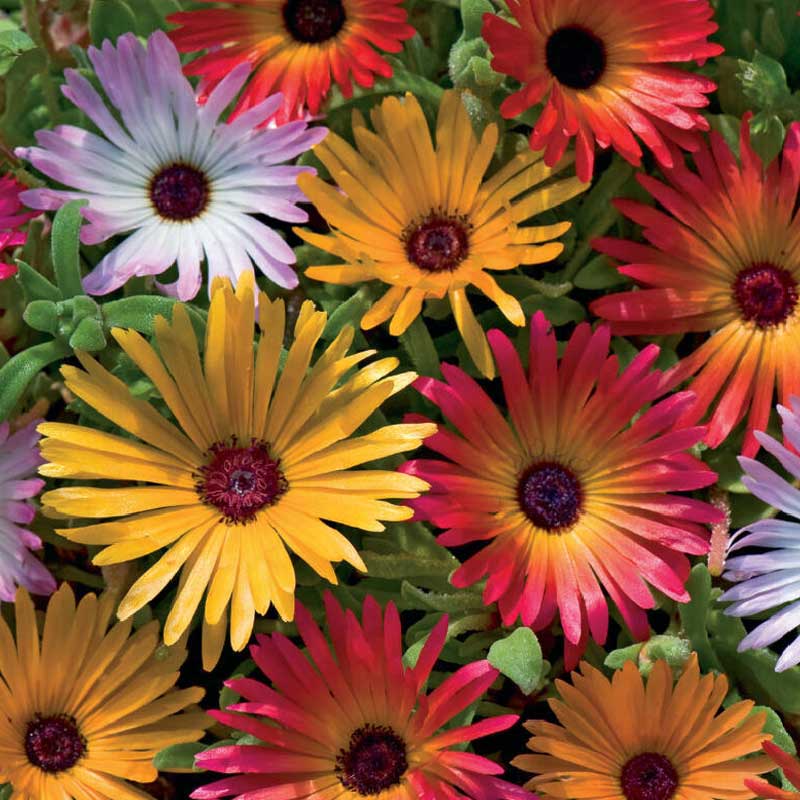 Livingstone Daisy mix