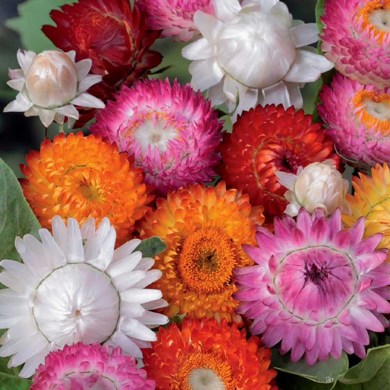 Strawflower mix