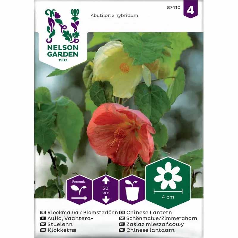 Flowering Maple / Abutilon