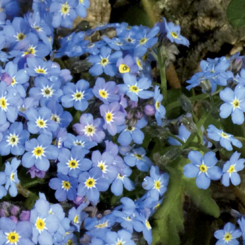 Forget-Me-Not blue