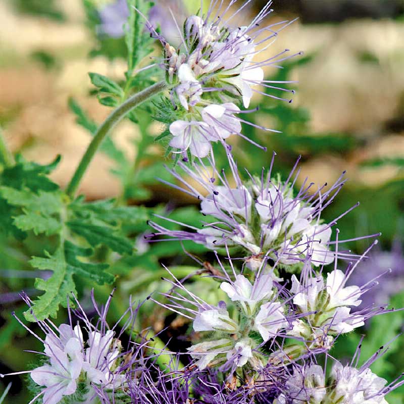 Phacelia blå Organic