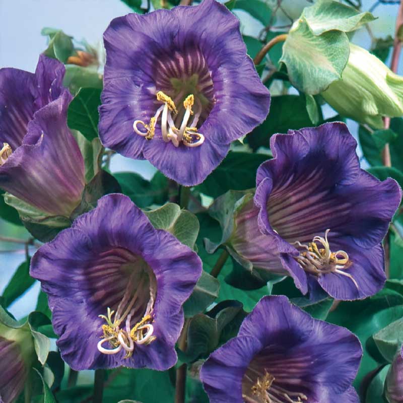 Cup and Saucer Vine blue