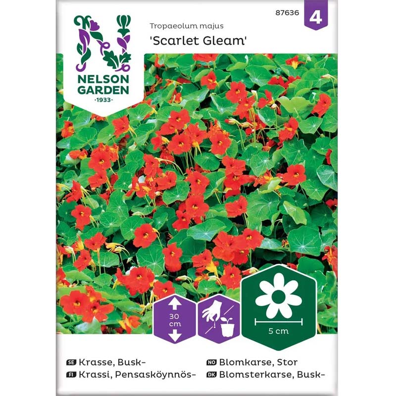 Dwarf Nasturtium 'Scarlet Gleam'
