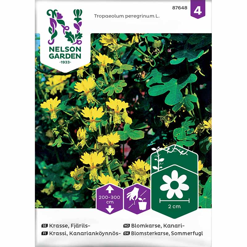 Butterfly Nasturtium yellow