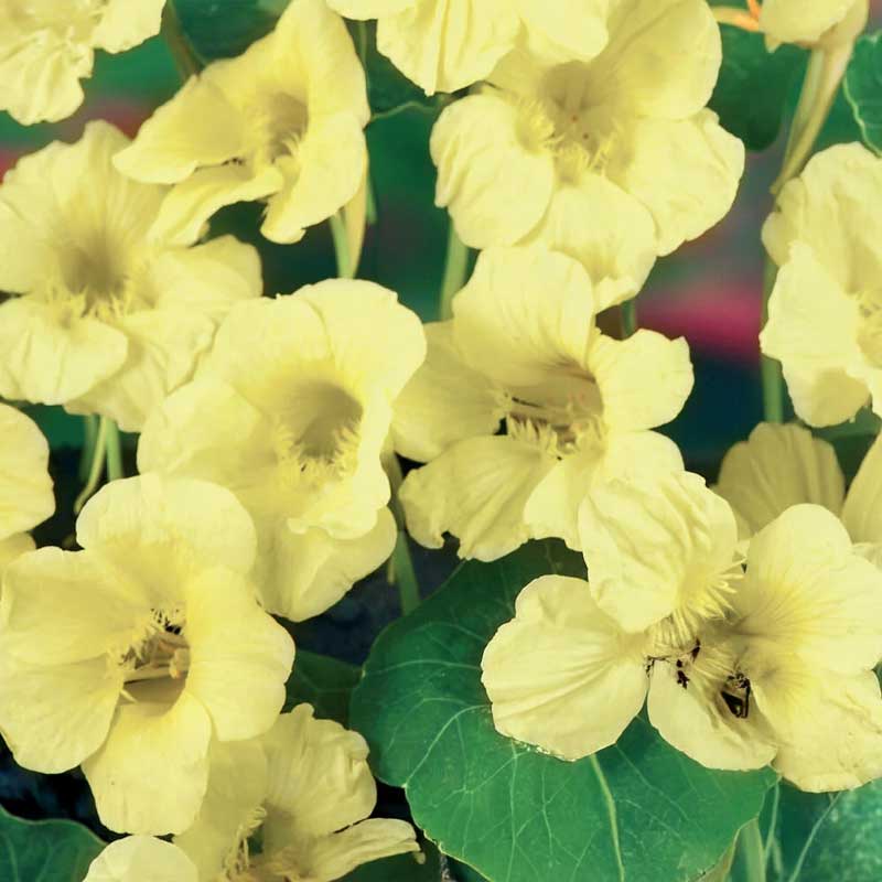 Climbing Nasturtium 'Milkmaid'