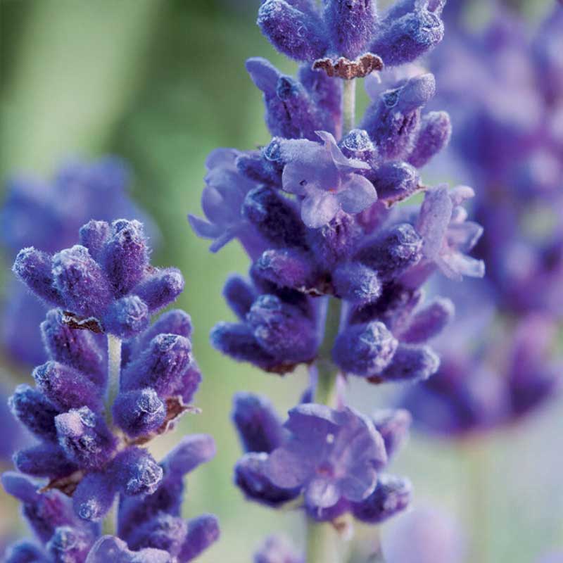 Lavender Organic