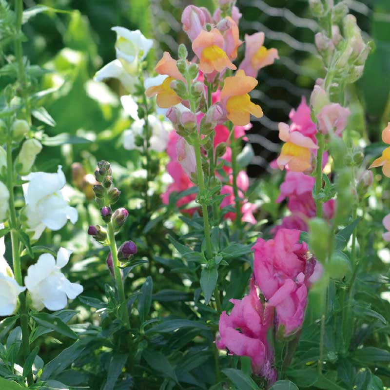 Snapdragon Mix Organic