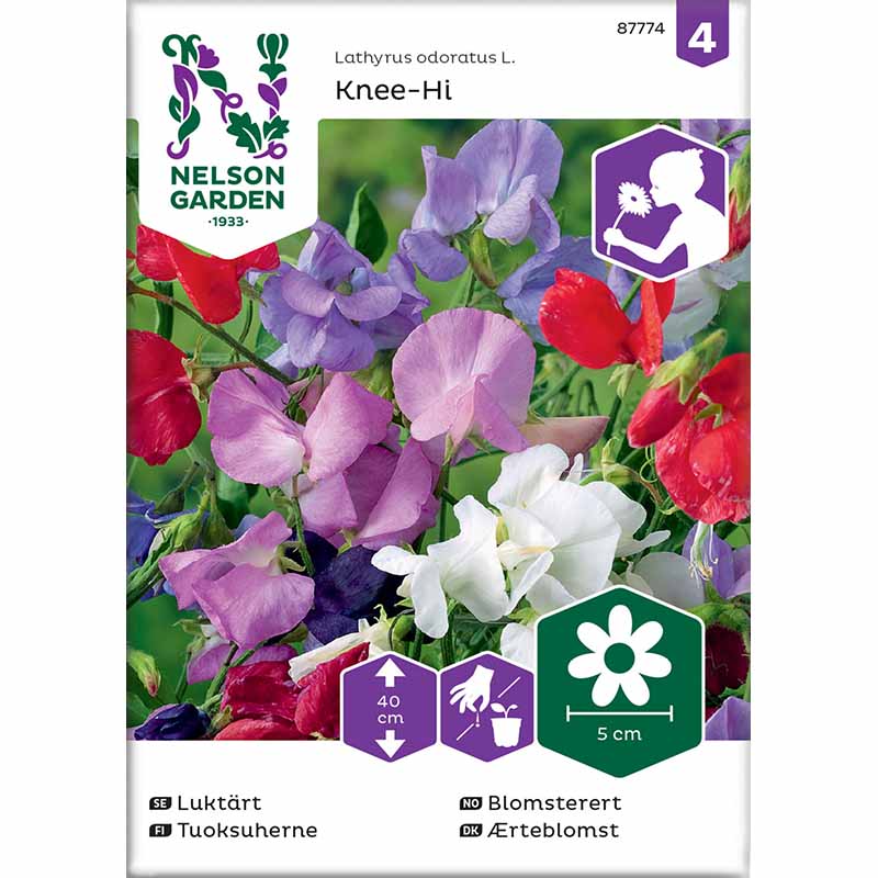 Sweet Pea 'Knee-Hi'