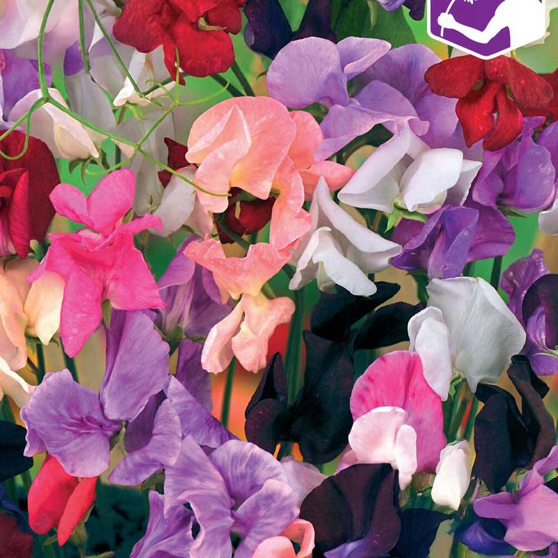 Sweet Pea 'Old Spice' Mix