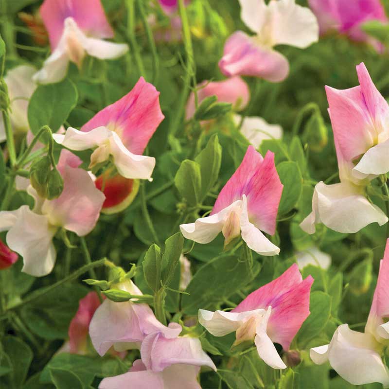 Sweet Pea 'Villa Roma' White & Rose