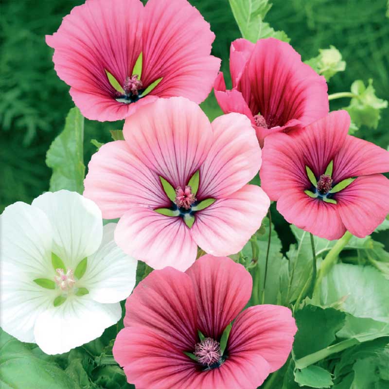 Annual Mallow blandade färger