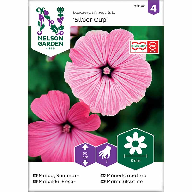 Annual Mallow 'Silver Cup'