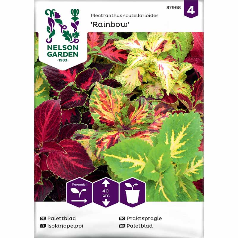 Coleus 'Rainbow'