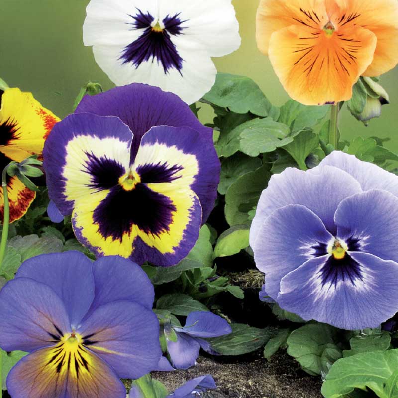 Pansy 'Florist Strain' mix