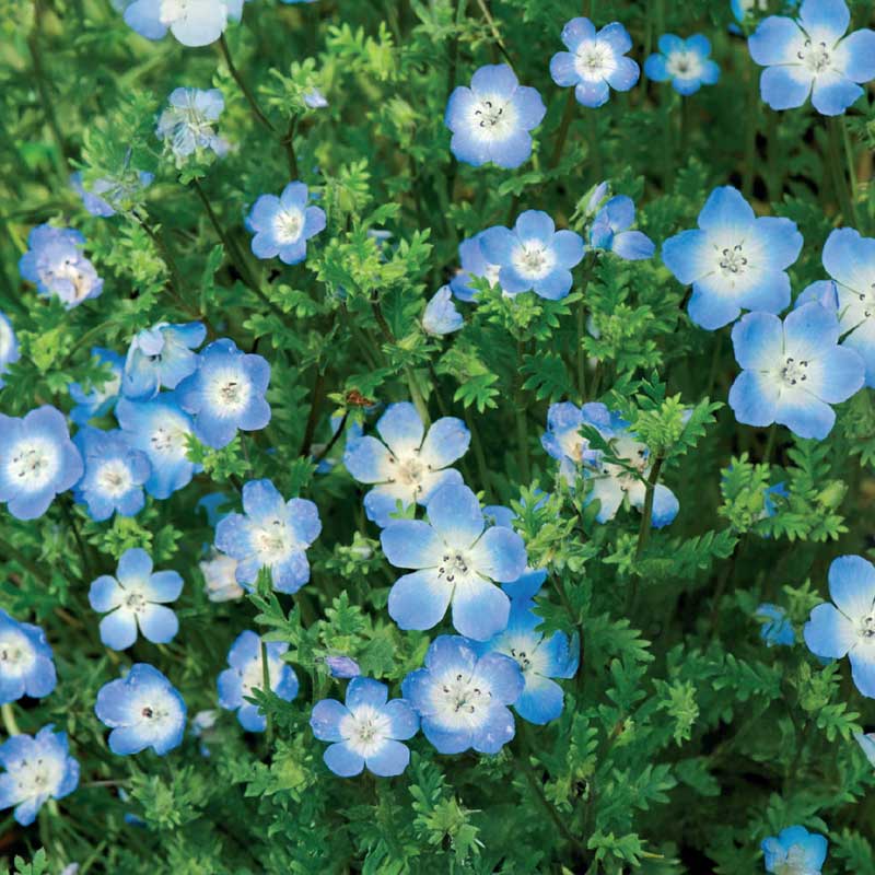 Prince Gustav's Eye light blue