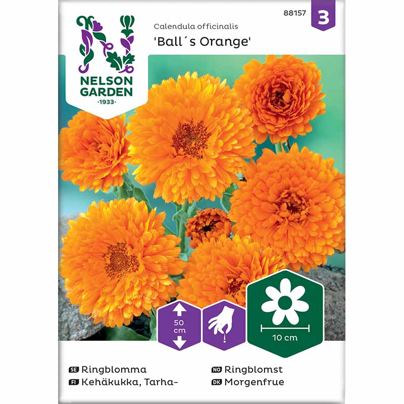 Calendula 'Ball´s Orange'