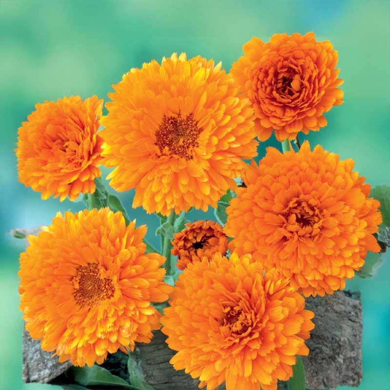 Calendula 'Ball´s Orange'