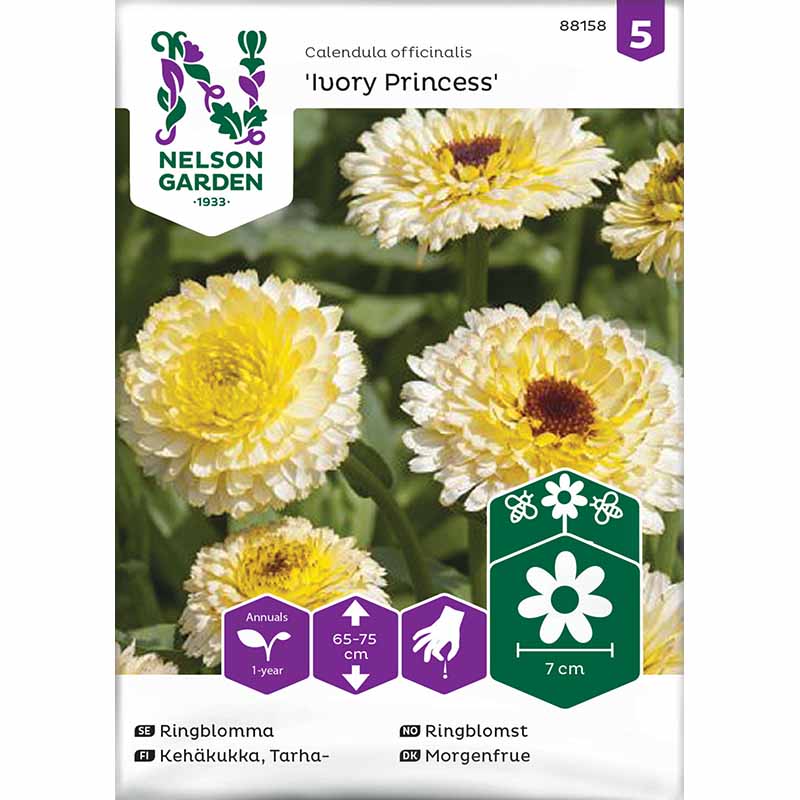Calendula 'Ivory Princess'