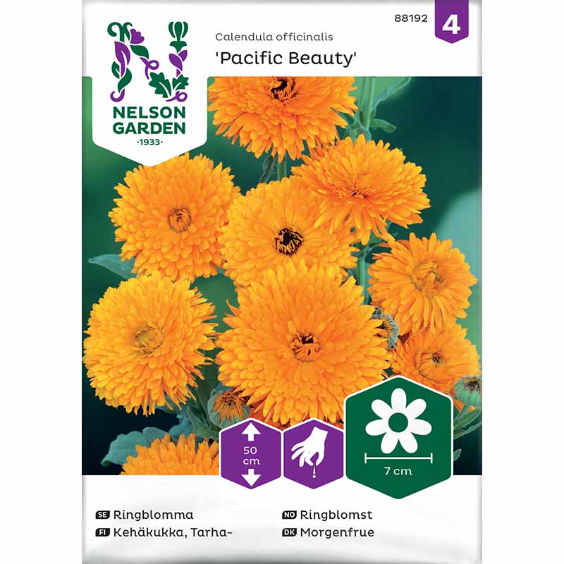 Calendula 'Pacific Beauty'