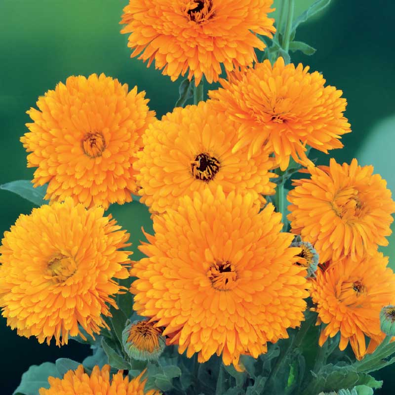 Calendula 'Pacific Beauty'