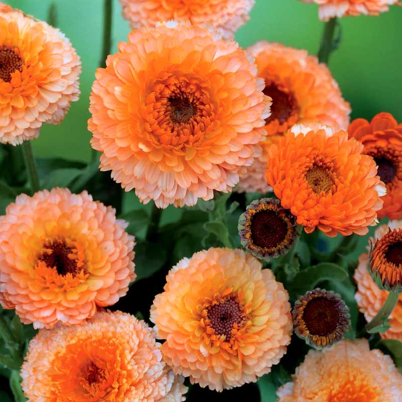 Calendula 'Pink Surprise'