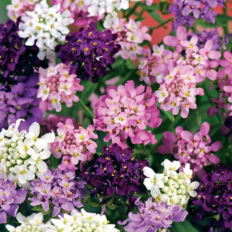 Candytuft mix