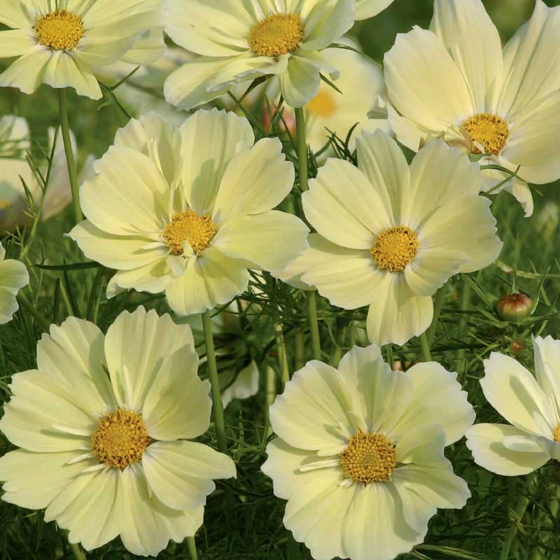 Cosmos 'Xanthos'