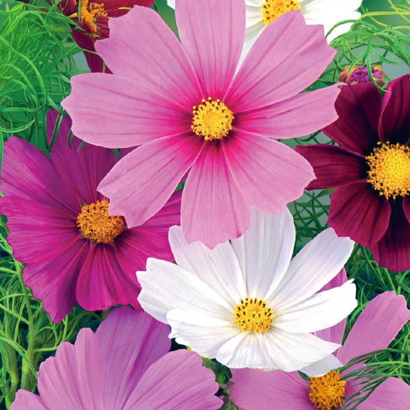 Cosmos 'Vega Mixture'
