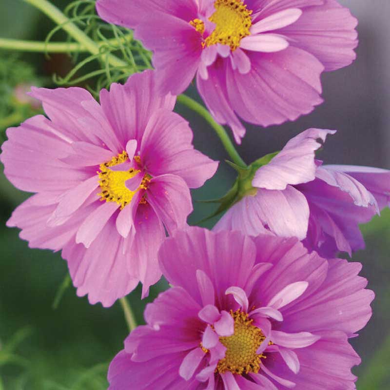 Cosmos 'Fizzy Pink Dark Center'