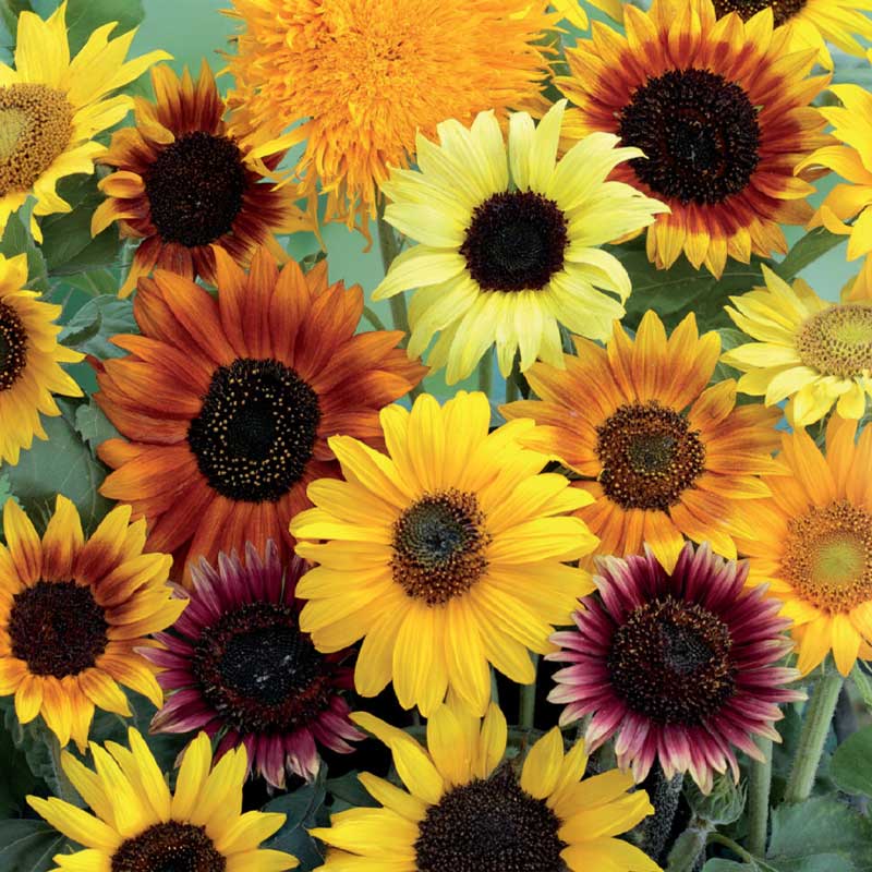Sunflower 'Wilde mixture'