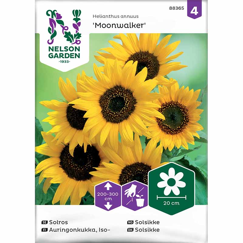 Sunflower 'Moonwalker'