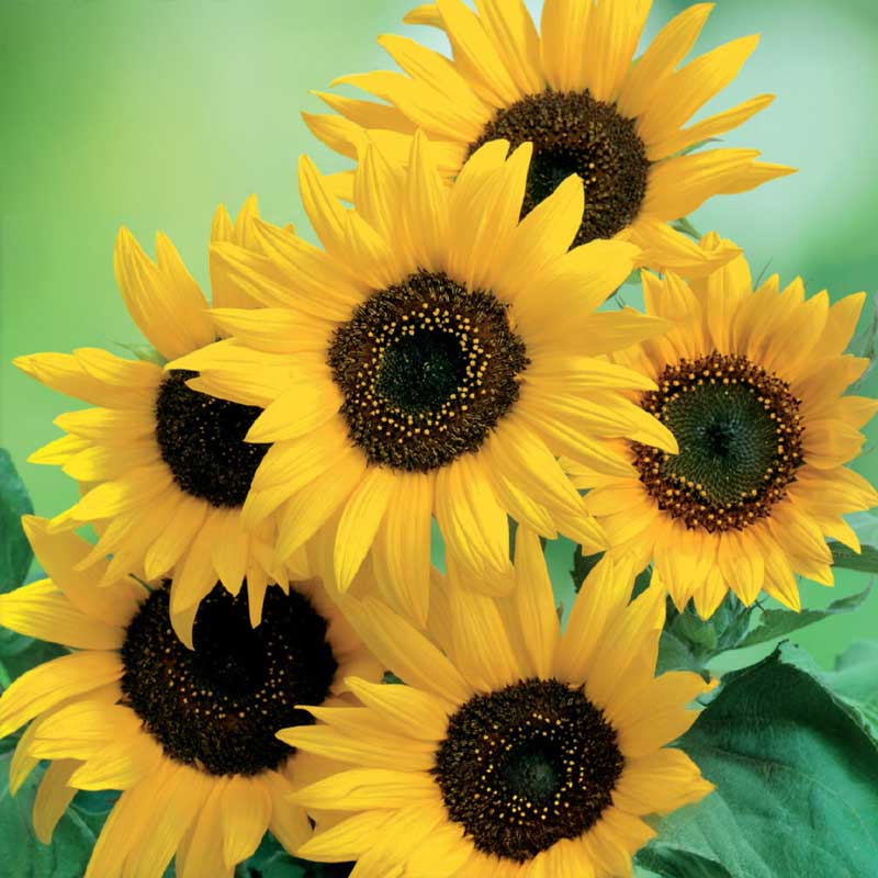 Sunflower 'Moonwalker'