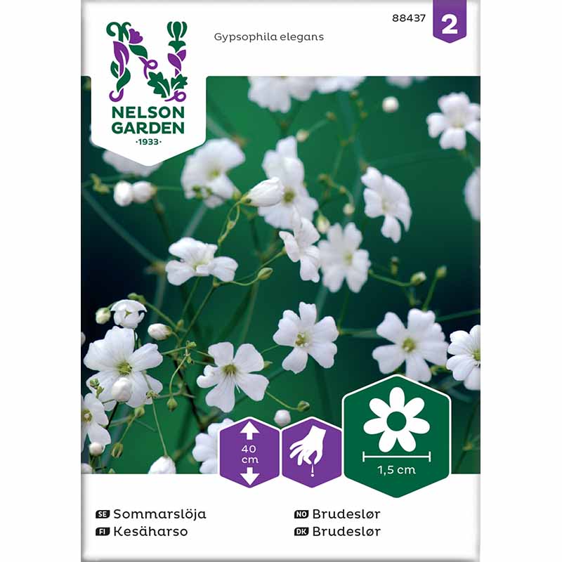 Annual Baby's Breath white