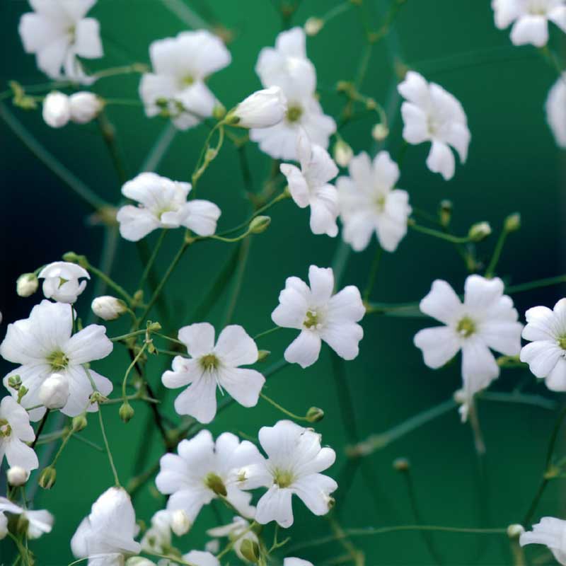 Annual Baby's Breath white