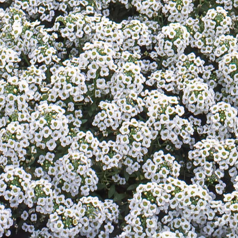 Sweet Alyssum 'Carpet of Snow'