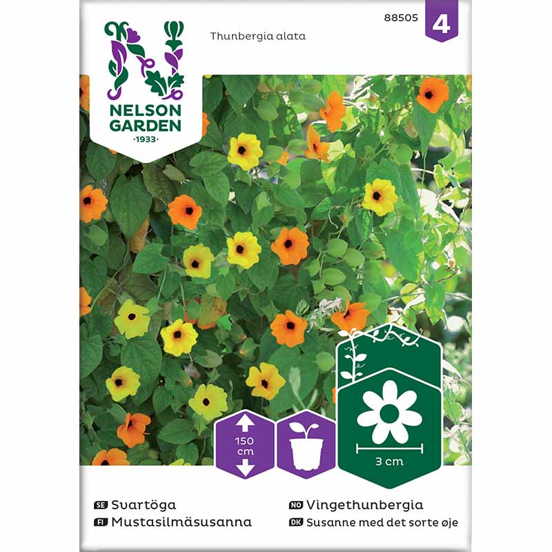 Black-eyed Susan Vine mix