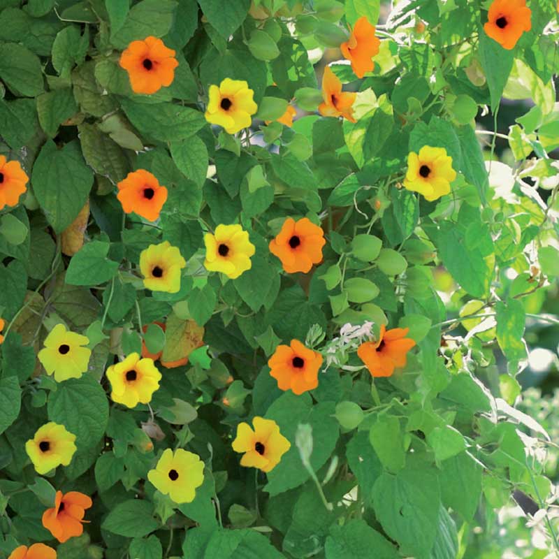 Black-eyed Susan Vine mix
