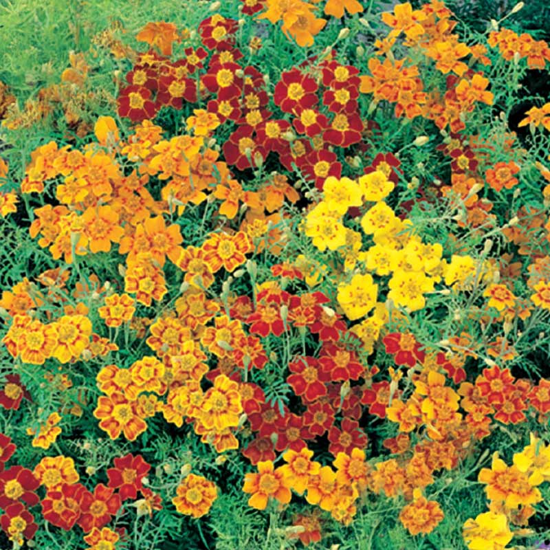 Dwarf Marigold 'Starfire mixed'