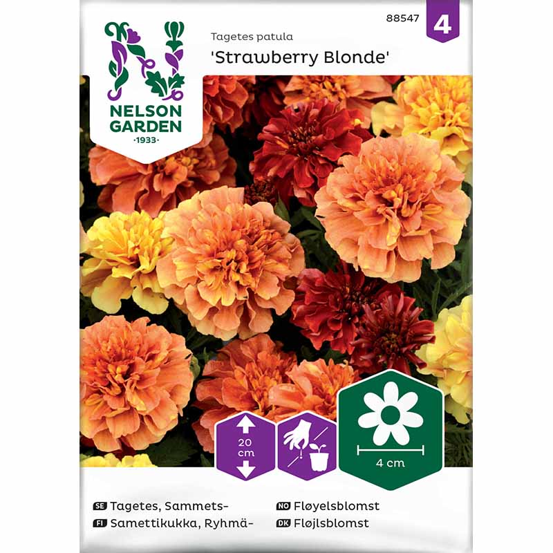French Marigold 'Strawberry Blonde'
