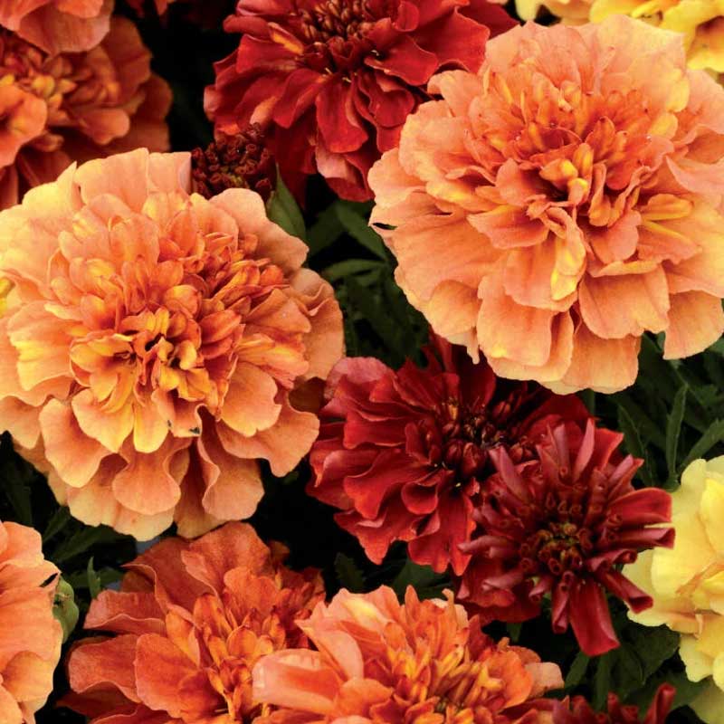 French Marigold 'Strawberry Blonde'