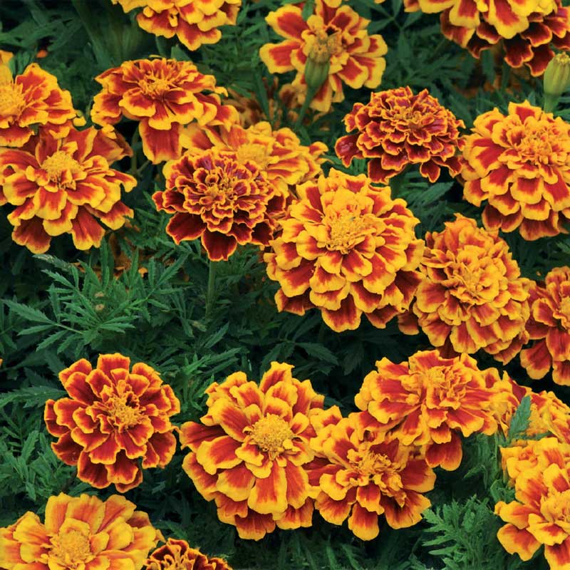 French Marigold 'Bolero'