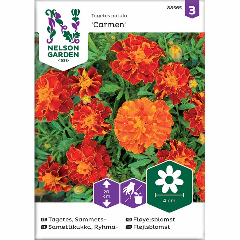 French Marigold 'Carmen'