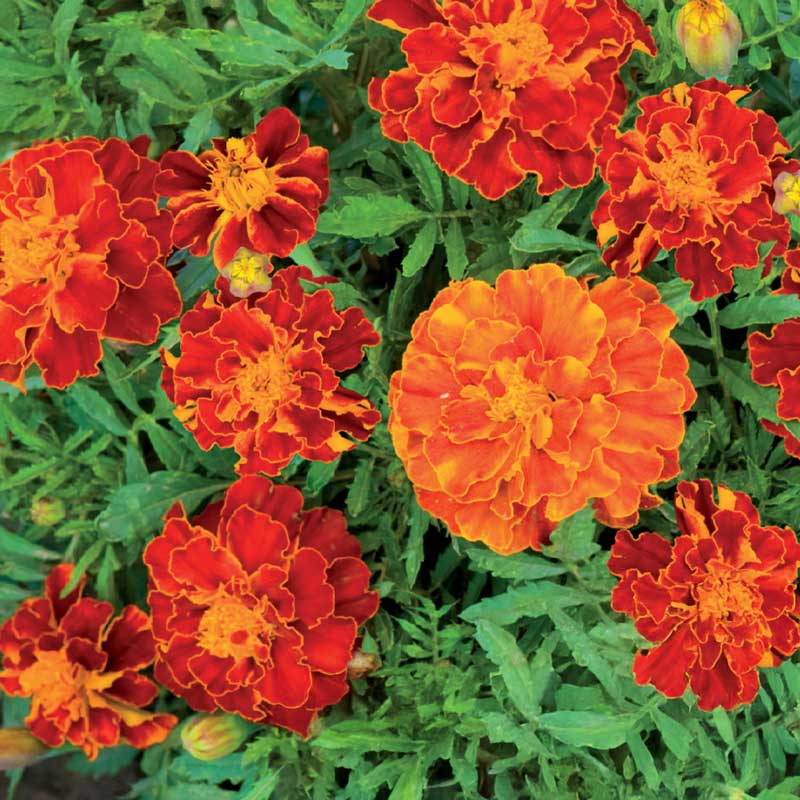 French Marigold 'Carmen'