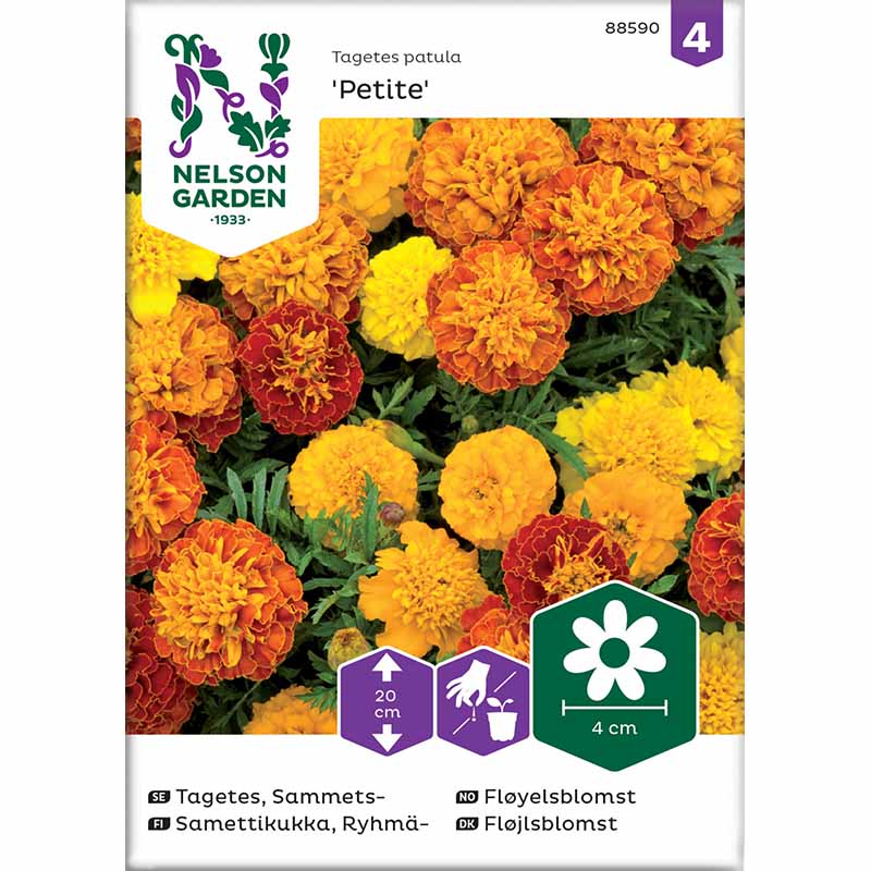 French Marigold 'Petite mix'