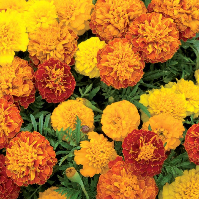 French Marigold 'Petite mix'