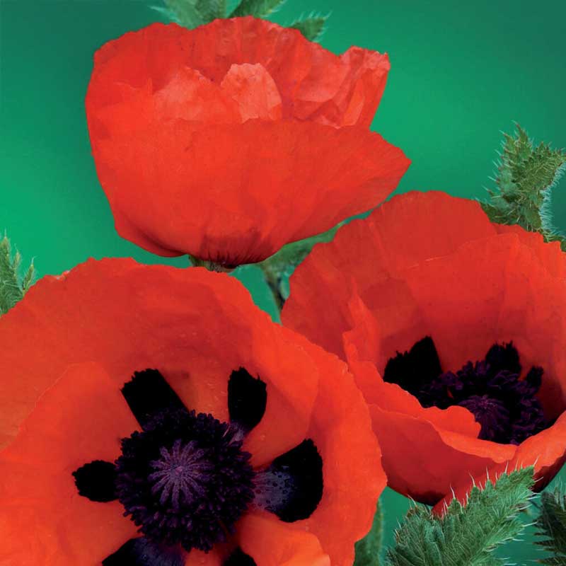 Oriental Poppy orange-red