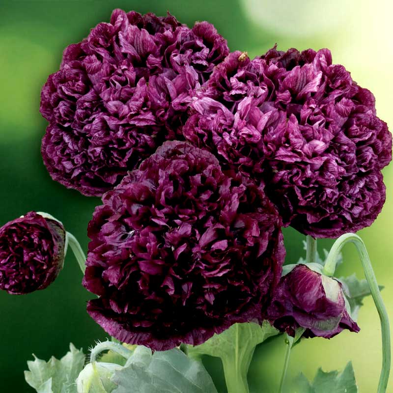 Peony Poppy 'Black Poeny'