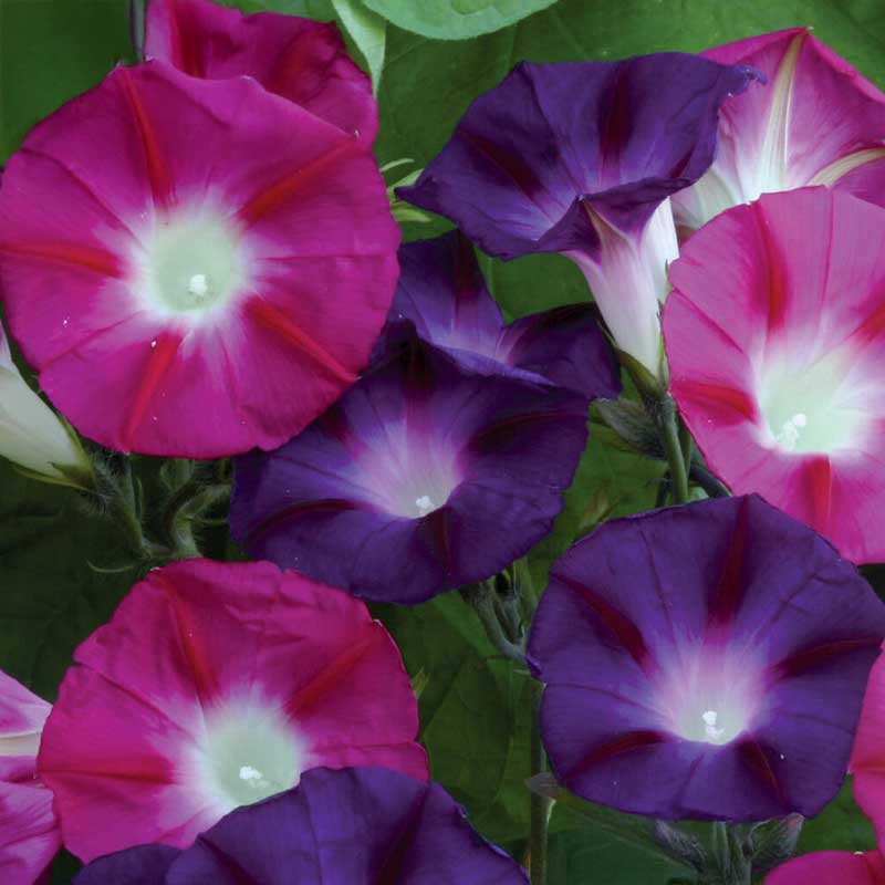 Morning Glory 'Bohemian Shades'