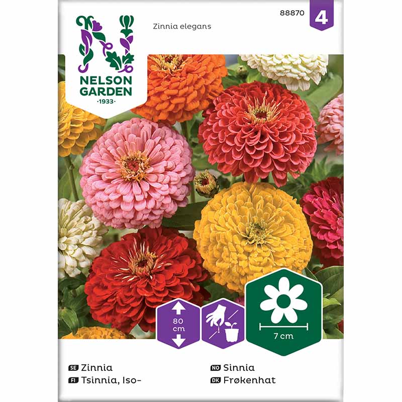 Tall Zinnia mixed colors