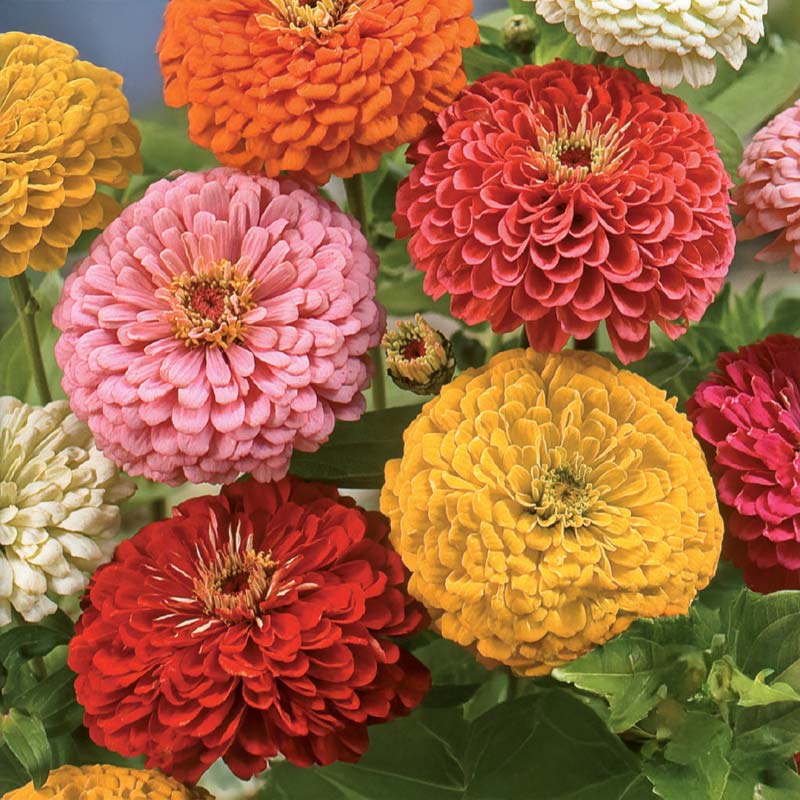Tall Zinnia mixed colors